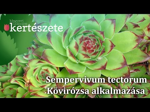 Videó: Mi az a vízmenta: Hogyan használjuk a vízimenta növényeket a kertben