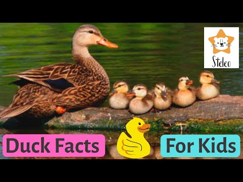 Little Tiny Ducks l Nursery Rhymes & Kids Songs 