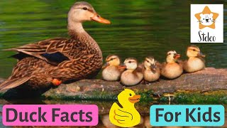 DUCKS for Kids | 15 duck facts for kids and toddlers YOU DIDN'T KNOW!