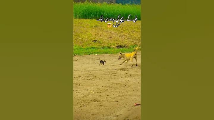 Video 11758371: cat vs dog fight, cat dog fight funny, kitten fight, tiny kittens big, small kitten