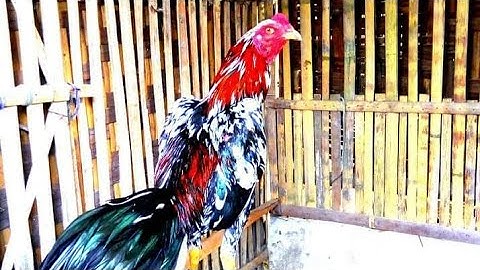 my aseel mianwali and qaib phab mab, qaib thaib farming in cianjur west of java indonesia