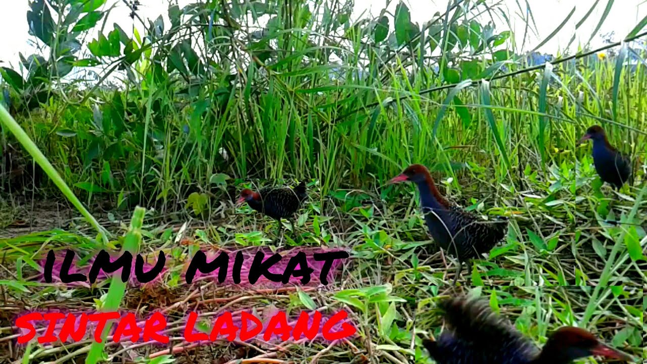 ILMU pengetahuan singkat mikat burung sintar ladang 