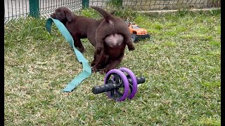 Puppy Power ⚡️💪 Fitness session with Choco Labrador puppies. Exercises with and without weights 🤭.