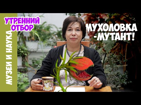 Мутант венериной мухоловки, разучившийся считать. Наталья Носова