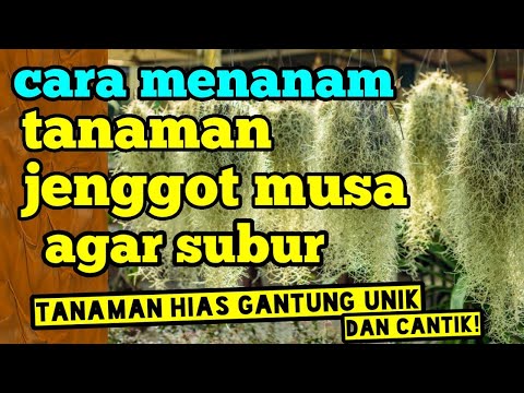 Video: Ketahui Cara Menanam Tumbuhan Rumpai Dill