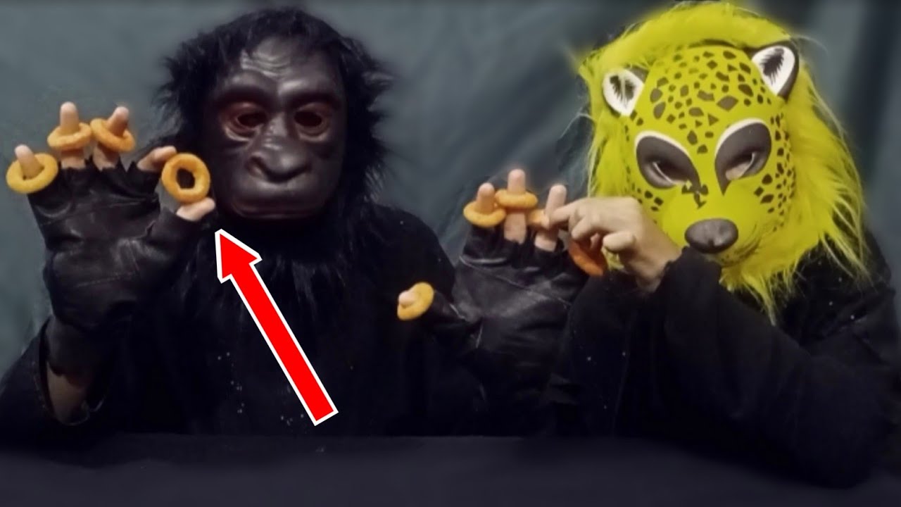 Gorilla Eating Ring Snacks Funny Moments - YouTube