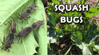 Identifying Squash Bug Issue in Garden