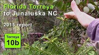 FL Torreya to North Carolina (pt 2): 2015 progress report (Junaluska, NC)