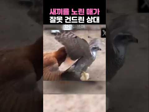 새끼를 노린 매가 잘못 건드린 상대 thumbnail