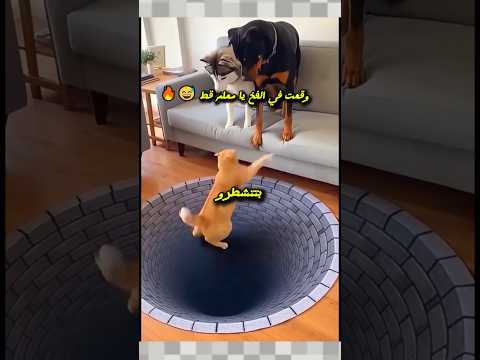 القط عمل فيها سبع والكلاب صدمته تابع للنهاية