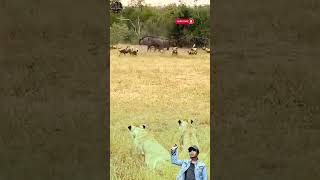 Dikepung Wild Dog, 3 Wildebeest Tak Sadar Ada Singa Mengintai!