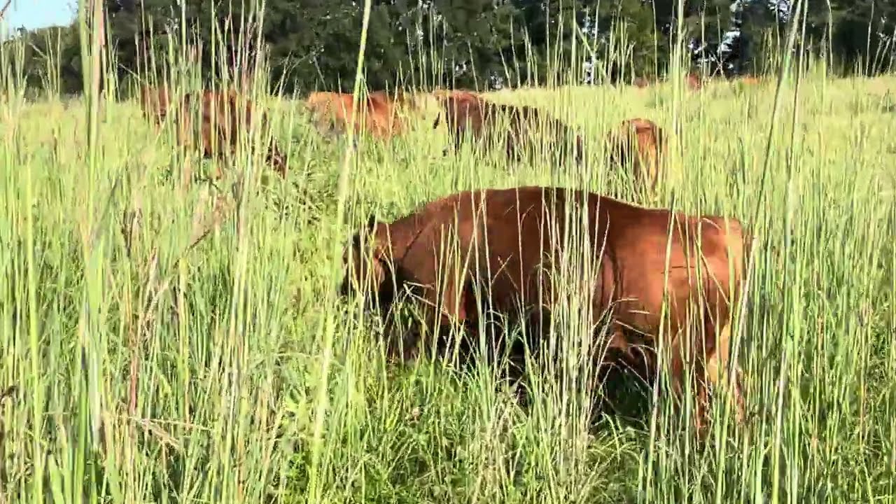 Our bull herd disappeared in the tall lush big bluestem grass!