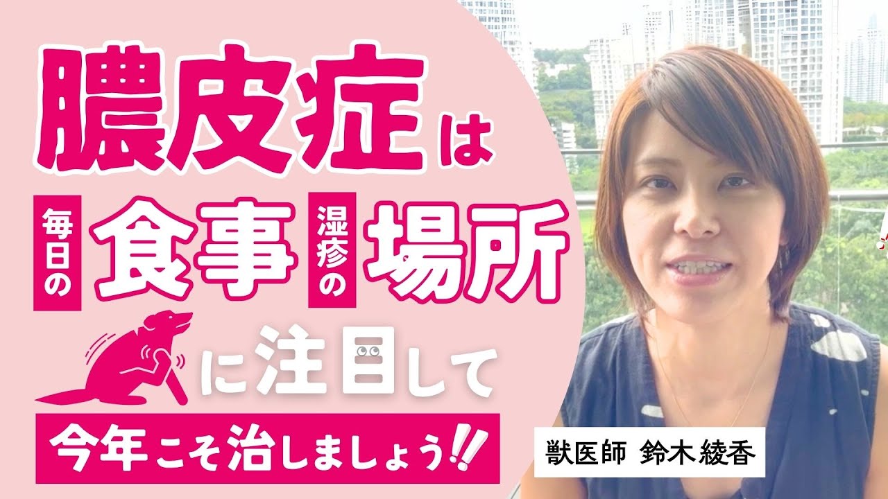 「膿皮症」繰り返していませんか？｜根本原因を知って克服しよう！【獣医師の解説】