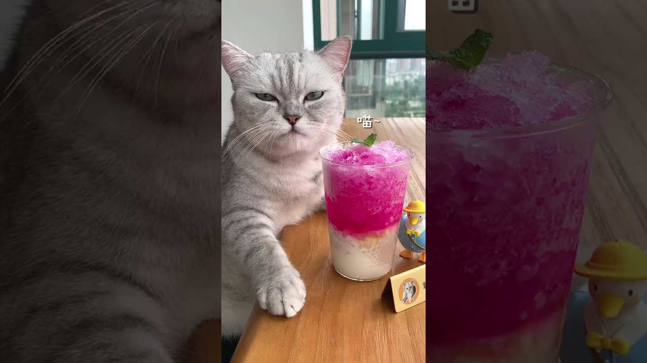 cute cat cooks food 😋 So cute pets❤️😍😻cute pets compilation ❤️ 