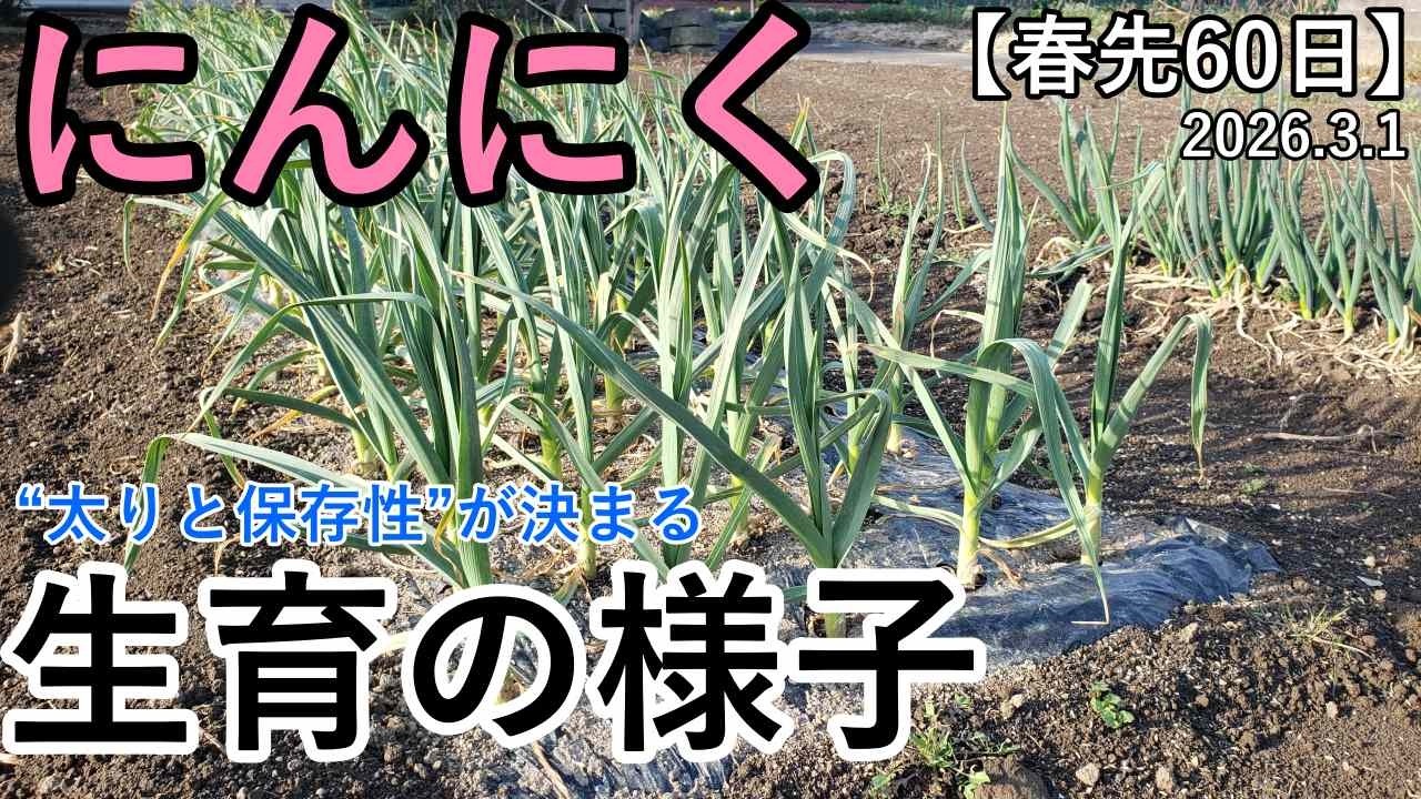 【春先60日が勝負】3月１日にんにくの生育具合 バイオの力で病気抑制｜結球肥大へのロードマップ