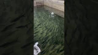 Pangas fish farming in biofloc tank #pangasfish #biofloc_fish_farming #highdensityfish