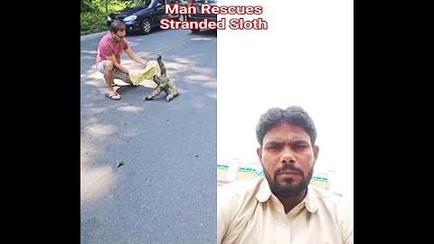 Man Rescues Stranded Sloth with Help from Another | talktwin Podcast #shorts #youtubeshorts #help