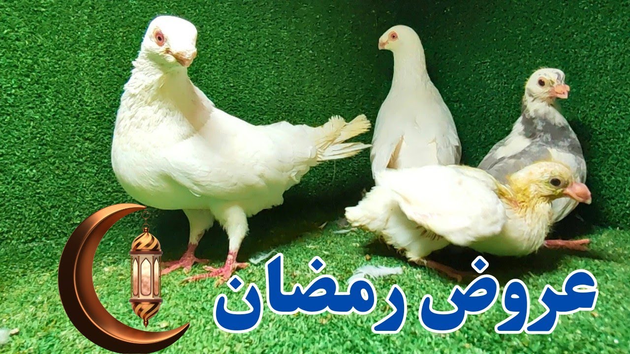 غيه حمام كامله للبيع عروض رمضان علي كل انواع الحمام