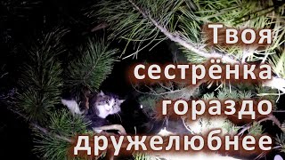 Белка с зубами by - Служба спасения котиков - 7,853 views 8 days ago 8 minutes, 31 seconds