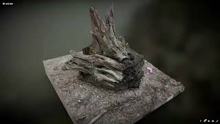 3D Photogrammetry Scanning Workflow | Tree Trunk