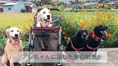 エイジア エンジニア 犬のうた ありがとう フォトトレイラー Youtube エイジア エンジニア 犬のうた ありがとう フォトトレイラー Youtube