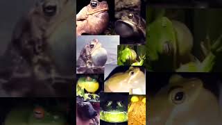 Frogs Orchestra #shorts #frogs #orchestra #asmr #sounds #nature #animals