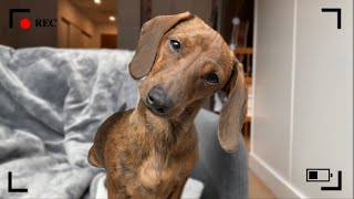 Mini dachshund close up (4K)
