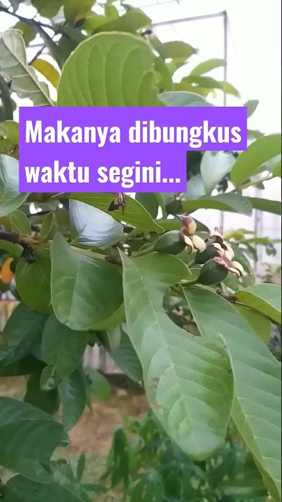 Cara Mencegah Busuk Buah Pada Jambu biji!!! #shorts