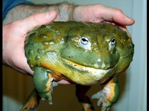 Allevamento Pyxicephalus Adspersus (Rana Toro Africana)