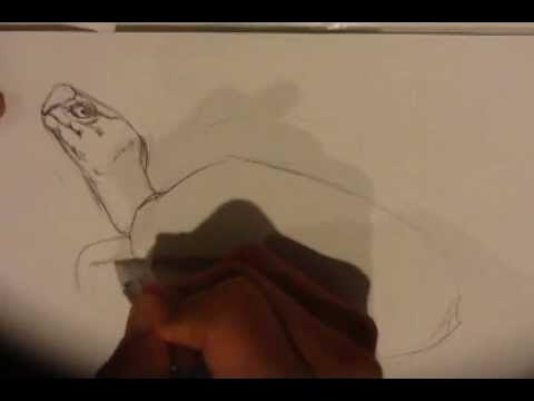 How to Draw a Turtle - YouTube