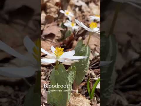 Βίντεο: Λουλούδια Bloodroot - Πληροφορίες για την Καλλιέργεια και Στοιχεία για το φυτό Bloodroot