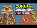 CORUJA-BURAQUEIRA: Curiosidades e comportamento | O que elas comem? Como é o ninho? e o CANTO?