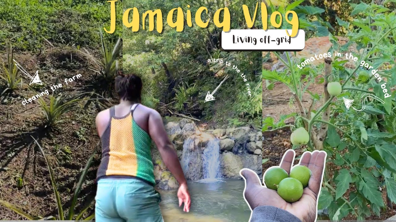 Видеоблог | Жизнь вдали от цивилизации в Голубых горах Ямайки, поездка к реке и сбор урожая на ферме