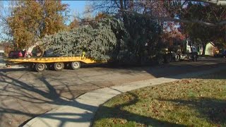 Idaho State Christmas tree moved to Capitol