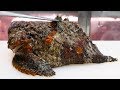 Japanese Street Food - STONEFISH Most Venomous Fish in the World Japan!