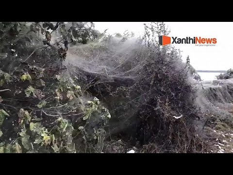 Video: Çimlerdeki Dolar Lekesi veya Örümcek Ağları: Çimenlerin Üzerindeki Ağların Nedenleri