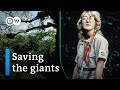 How old-growth forests protect our climate | DW Documentary