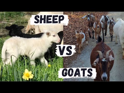 Video: Ali so koze boljše od ovc?