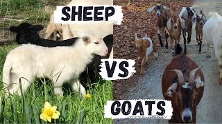 Goats Or Sheep | Which Animal Is Better For Your Farm Or Homestead?