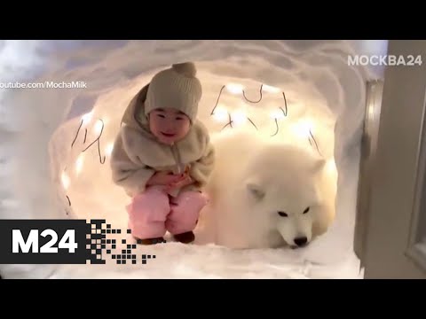 В Канаде мужчина построил для собаки снежную пещеру - Москва 24