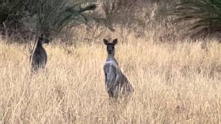 Roos At Lakeside Joondalup