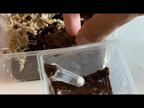 Vídeo: Acanthoscuria geniculata aranha: estilo de vida e regras de manutenção