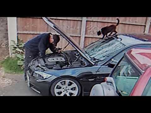 Kitty Closes Car Hood on Dad || ViralHog