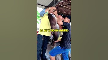 Câu Con Cá Bự Này Mang Về Thịt Được Không ? #shorts