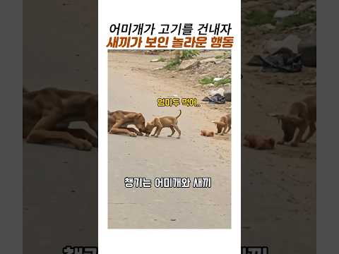떠돌이 어미개와 새끼개의 가장따뜻한 배려#감동동물#유기견 thumbnail