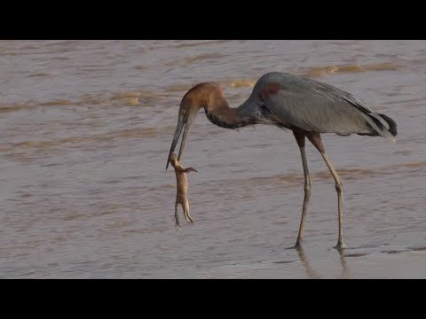 Голодная Большая ГОЛУБАЯ Цапля и ЦАПЛЯ ГОЛИАФ - с этими ребятами лучше не шутить!