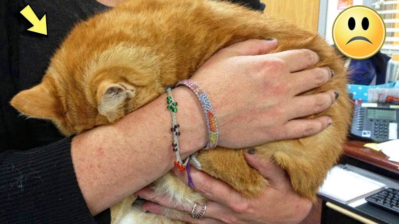 Бродячий кот так боится в укрытии, что даже не показывает своего лица.