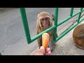 Cucumber is best for monkeys compering with carrot