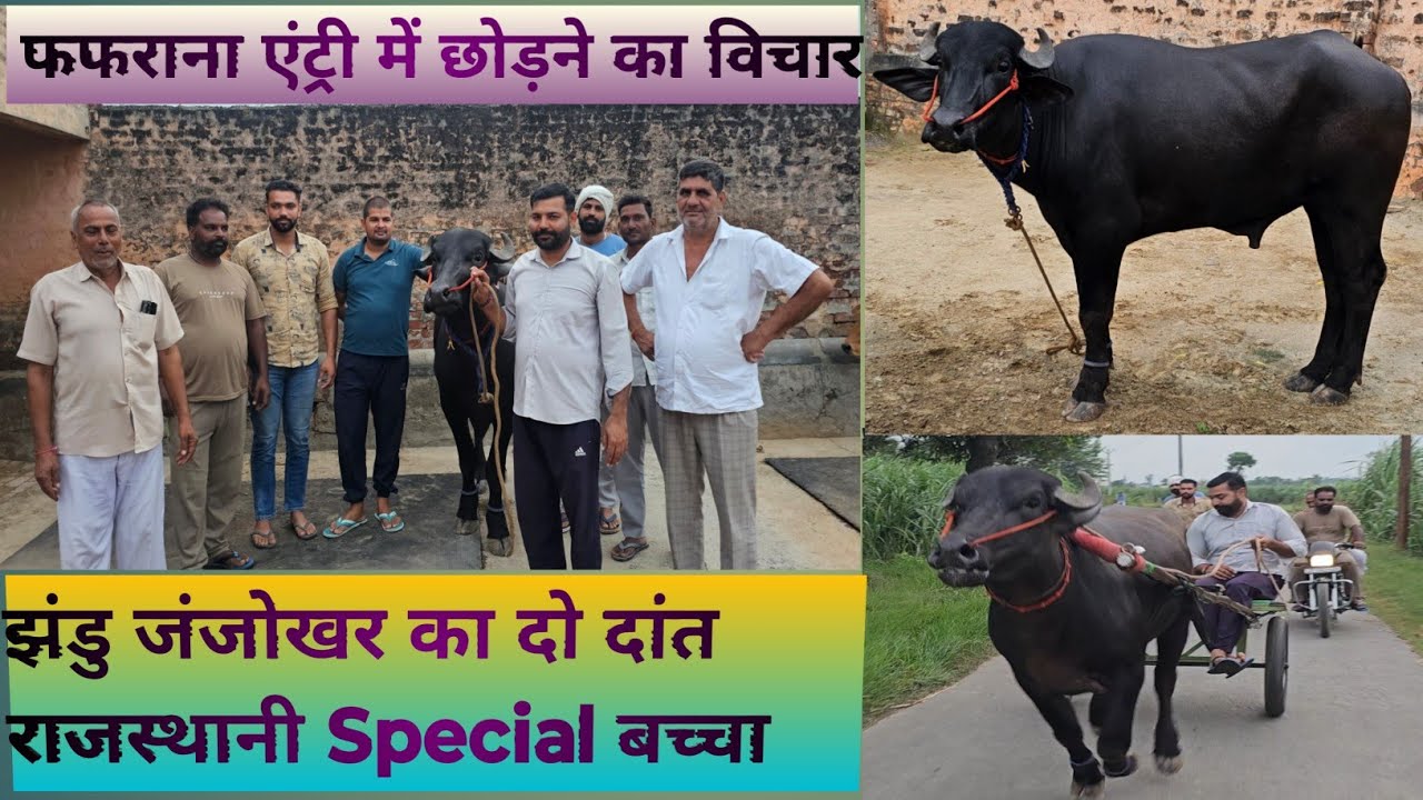 फफराना से एंट्री में छोड़ने का विचार ||झंडु जंजोखर का दो दांत राजस्थानी Special बच्चा||new jhota race