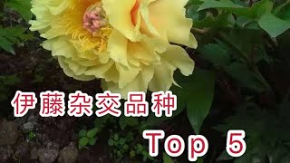 青石话牡丹芍药。推荐5个伊藤品种 lntersectionals Peonies